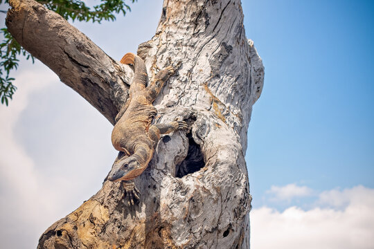 lace monitor, tree goanna, Varanus varius, large native Australian reptile lizard, indigenous aboriginal food bush tucker outback, coming down descending perspective