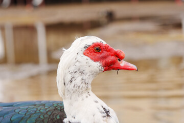 Muscovy duck, with distinctive black and white plumage, stands gracefully beside a tranquil body of water on a farm.