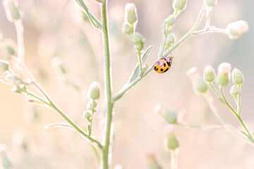 ladybug ladybird, macro closeup, single isolated, soft pink airy tones, botanical garden, summer...