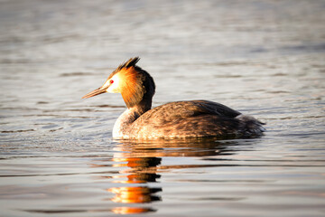 Close-up great crested grebe (Podiceps cristatus) swims in the water with reflection perpendicular...