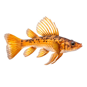 Ancistrus fish isolated on white or transparent background. Close-up of orange fish, side view. A graphic design element to be inserted into a project.