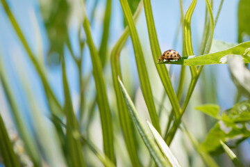 ladybug ladybird, macro closeup, single, green grass leaves blue sky, simple minimal, garden gardening environment, sunny warm climate