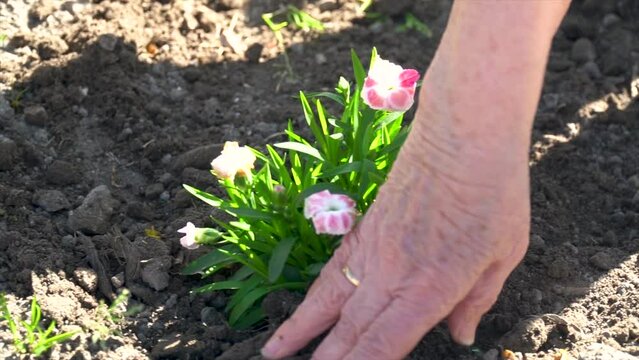 Slow motion, old woman planting flowers in the garden.