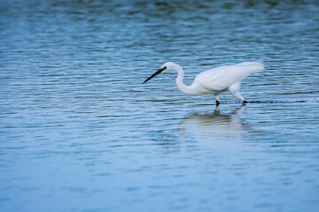 The seabird on the mangrove forest