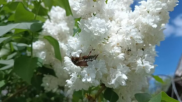 Close-up of a cockchafer in white lilac flowers swaying in the wind