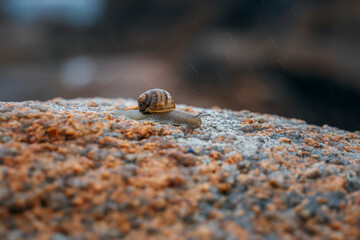 snail crawling on the stone on the Brittany coast of France
