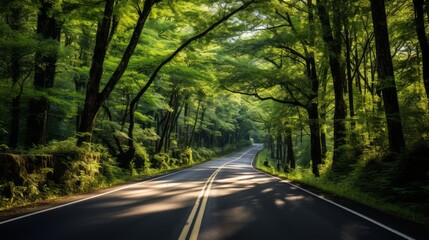 Fototapeta premium Front view of a road leading through a thriving green landscape, promoting the importance of sustainable travel in forest conservation