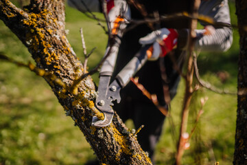 Valmiera, Latvia - April 21, 2024 - A close-up of a person using large pruning shears to trim a...