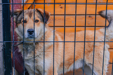 Portrait of dog in shelter behind fence waiting to be rescued and adopted to new home. Shelter for...