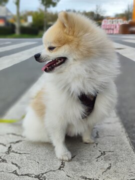 Pomeranian Dog sweet 