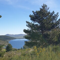 Pine tree and water reservoir