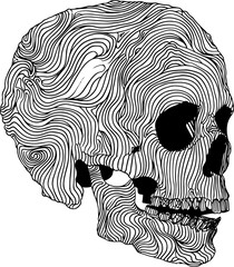 Skull line drawing illustration black and white vector drawing isolated on white background