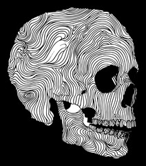Skull line drawing illustration black and white vector drawing isolated on black background