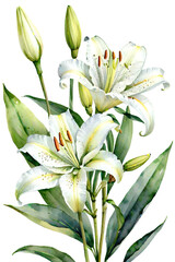 White lilies isolated from background