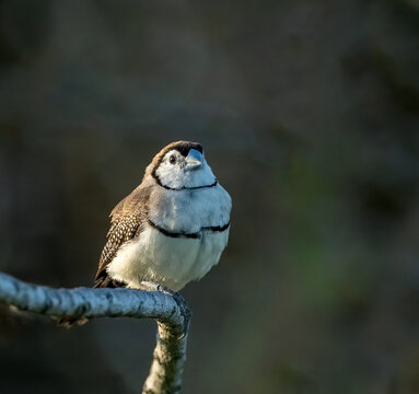  double-barred finch (Taeniopygia bichenovii) white faced finch.