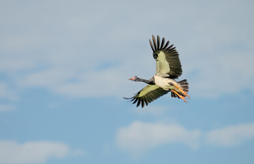 Magpie goose, (Anseranas semipalmata) in  flight large bird with orange legs and red face Queensland, Australia