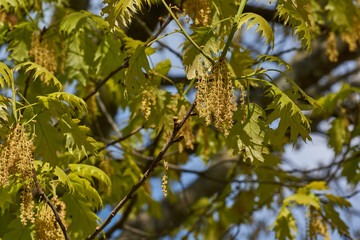 Red oak (lat. Quercus rubra) blooms, inflorescences bloom. Red oak (lat. Quercus rubra) is a tree, a species of the genus Oak of the Beech family (Fagaceae). Spring.