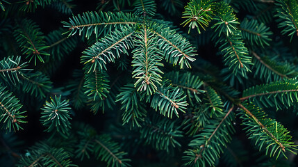 Christmas Tree Branch Background