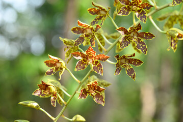 Orchid flower (Grammatophyllum speciosum blume) blooming in Thailand