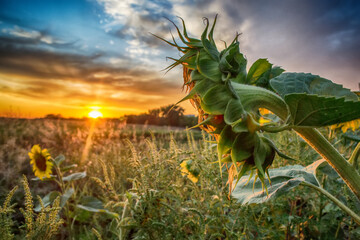 Sunflower close-up at sunset, sun light, rays, nature of Ukraine, yellow, green, for editing,...