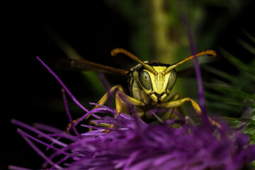 Wasp close-up super macro, insects, nature, yellow, green