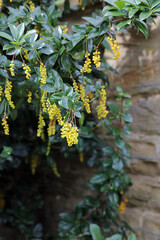 Closeup of Common Barberry blooms, Derbyshire England
