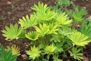 Closeup of Lupin foliage growing in Spring, Derbyshire England