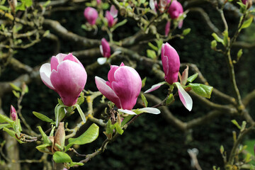 Lily Magnolia flowers, Derbyshire England
