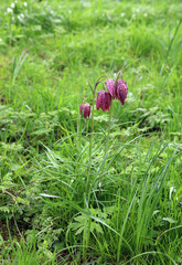 Snake's Head Fritillary plant in a field, Derbyshire England
