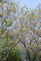 満開を迎えた八重桜の花 ヤエザクラ