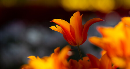 Traditional Tulip Festival in Emirgan Park, a historical urban park at springtime, spring travel...