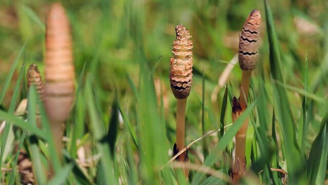緑の草とツクシ　春の地面