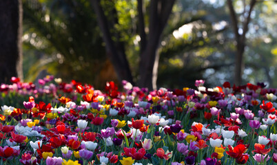 Traditional Tulip Festival in Emirgan Park, a historical urban park at springtime, spring travel...