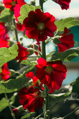A close-up of vibrant red flowers with green leaves, bathed in sunlight.