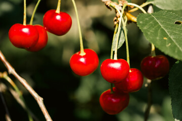 Bright red cherries dangle from branches amidst green foliage. Suitable for garden or nutrition-themed visuals.