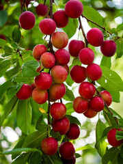Detailed view of cherry plums showcasing their vibrant red color amidst green foliage. Excellent choice for educational content about fruit growth.