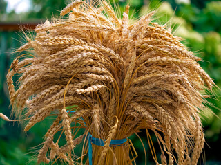 Close-up imagery capturing intricate details of ripe wheatsheaves symbolizing agricultural productivity.