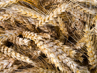 This image captures ripe wheat clusters, their golden hue and detailed texture symbolizing abundance and harvest, perfect for autumn or farming contexts.