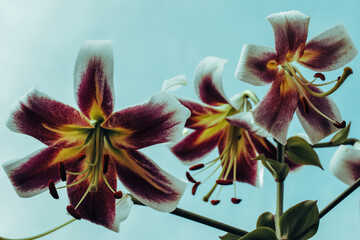 Lilies in full bloom against a serene blue sky backdrop, highlighting the contrast between the...