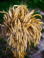 Golden wheat bundled together, showcasing the ripeness and readiness for harvest, with a natural background.