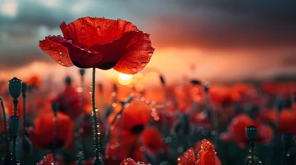 Foto op Plexiglas poppy flowers in the field 4k wallpaper © AY AGENCY