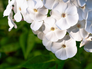 A cluster of pristine white flowers with a soft focus background of lush greenery, embodying...