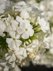 A close-up of pristine white flowers, showcasing their delicate petals and green stems, radiating a serene and peaceful mood; ideal for backgrounds in wellness or nature-themed content.