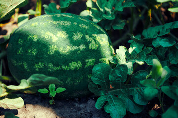 A sunlit watermelon amid greenery evokes feelings of warm summer days and the pleasure of enjoying fresh, juicy fruits straight from the garden.