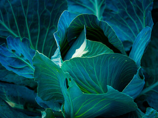 Image captures the intricate patterns and rich color of cabbage leaves, ideal for educational materials on plants or nutrition.