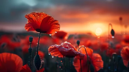 Foto op Plexiglas poppy flowers in the field 4k wallpaper © AY AGENCY