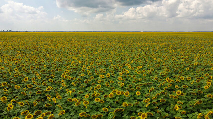 A field of sunflowers under a cloudy sky.