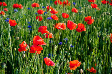 Vibrant poppies bloom in a lush field.