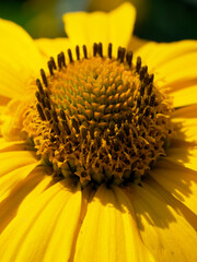A sunlit yellow flower displays its intricate core and smooth, radiant petals.