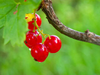 The photo captures radiant red berries nestled among lush green leaves.
